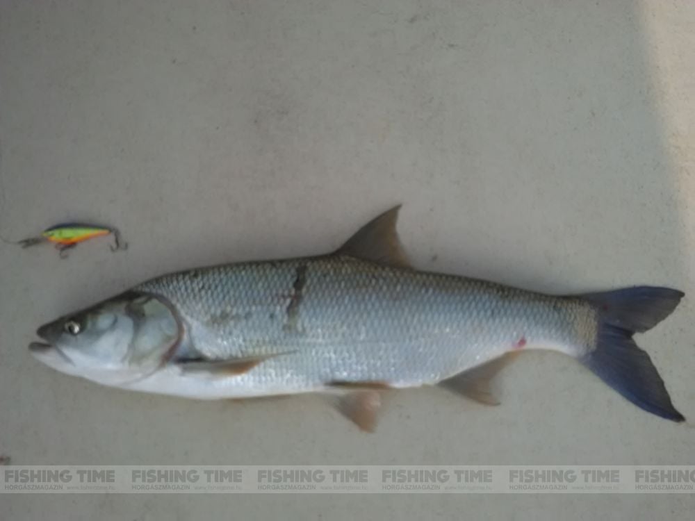 Az idei szezon első hala.58 cm