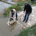 Pontyokat telepítettek a Dráva folyóba