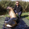 Az idei év eddigi legnagyobb halát fogták ki Velencei-tóból