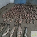Jogszabálysértő halászt fogott Tiszalöknél a NÉBIH Állami Halőri Szolgálata