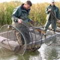 Összegzés a Tisza-tavi törpeharcsa halászatról