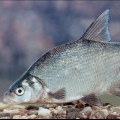 Közlemény a tavaszi halbetegségekről