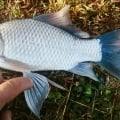 Különleges halat fogtak a Dunántúlon