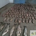 Jogszabálysértő halászt fogott Tiszalöknél a NÉBIH Állami Halőri Szolgálata