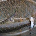 Évszázados háborút zár le a halvédelmi törvény