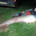 Két és fél méteres harcsa a Bodrogból - vajon ez az ország legnagyobb hala?